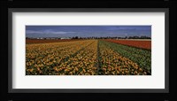 Tulip Field Crop Fine Art Print