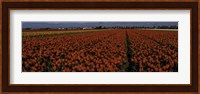 Tulip Field 2 Crop Fine Art Print