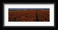 Tulip Field 2 Crop Fine Art Print