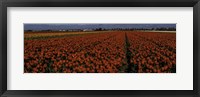 Tulip Field 2 Crop Fine Art Print