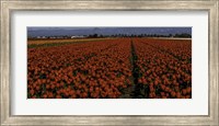 Tulip Field 2 Crop 2 Fine Art Print