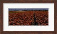 Tulip Field 2 Crop 2 Fine Art Print