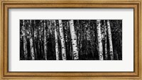 Birch Trees Black & White Fine Art Print