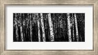 Birch Trees Black & White Fine Art Print