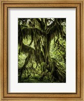 Mossy Tree Fine Art Print