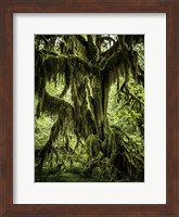 Mossy Tree Fine Art Print