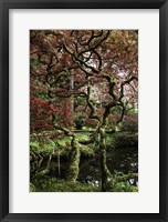 Japanese Garden Tree Fine Art Print