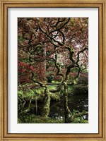 Japanese Garden Tree Fine Art Print