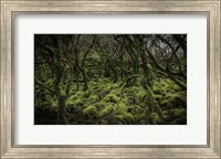 Mossy Forest Fine Art Print