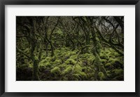 Mossy Forest Fine Art Print