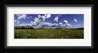 Yellow Flower Field Fine Art Print