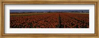 Tulip Field 2 Fine Art Print