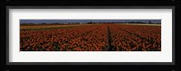 Tulip Field 2 Fine Art Print
