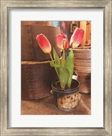 Tulip Simplicity Fine Art Print