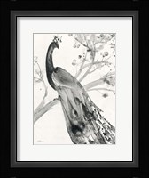Majestic Peacock Framed Print