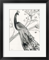 Majestic Peacock Framed Print