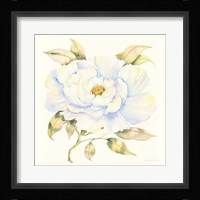 Peony Framed Print
