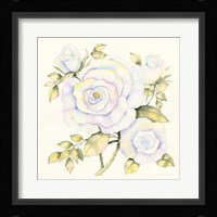 Roses Framed Print