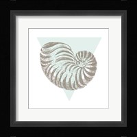 Conchology Sketches II Framed Print