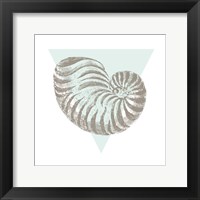 Conchology Sketches II Framed Print
