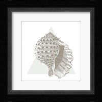 Conchology Sketches III Framed Print
