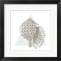 Conchology Sketches III Framed Print