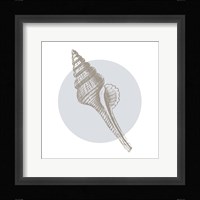 Conchology Sketches IV Framed Print