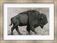 Basking Buffalo Fine Art Print