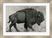 Basking Buffalo Fine Art Print