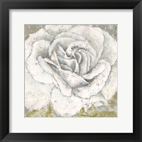 White Rose Blossom Square Fine Art Print