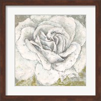White Rose Blossom Square Fine Art Print