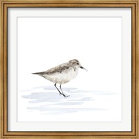 Birds of the Coast on White V Fine Art Print