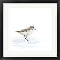 Birds of the Coast on White V Fine Art Print