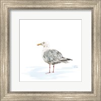 Birds of the Coast on White VI Fine Art Print