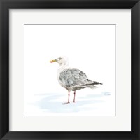 Birds of the Coast on White VI Fine Art Print