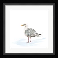 Birds of the Coast on White VI Framed Print