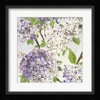 Summer Hydrangea I Framed Print