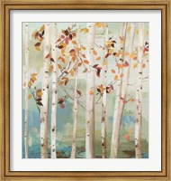 Fall Birch Trees Fine Art Print