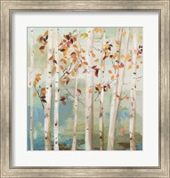 Fall Birch Trees Fine Art Print