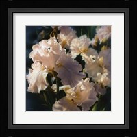 Bearded Iris Fine Art Print