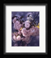 Black Capped Chickadee Fine Art Print