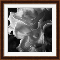 Calla Lilies - Emerging Dawn B&W Fine Art Print