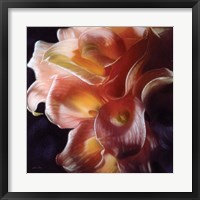 Calla Lilies - Emerging Dawn Fine Art Print