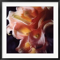 Calla Lilies - Emerging Dawn Fine Art Print