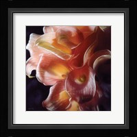 Calla Lilies - Emerging Dawn Fine Art Print