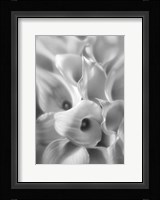 Calla Lilies Fine Art Print