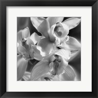Orchids - B&W Fine Art Print