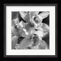 Orchids - B&W Fine Art Print