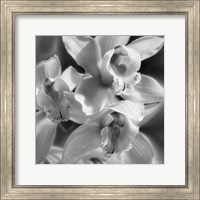 Orchids - B&W Fine Art Print