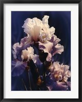 Purple Iris Fine Art Print